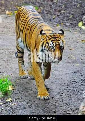 MELBOURNE, AUSTRALIEN - 14 May 2019 - Ansicht der Sumatra-tiger in Gefangenschaft am Melbourne Zoo. Stockfoto