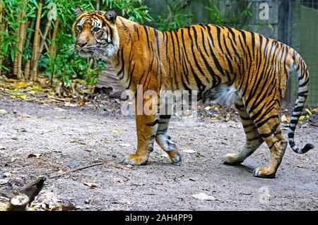 MELBOURNE, AUSTRALIEN - 14 May 2019 - Ansicht der Sumatra-tiger in Gefangenschaft am Melbourne Zoo. Stockfoto