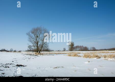 Ein einzelner Baum auf einer Wiese im Winter Stockfoto