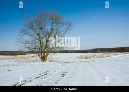 Einzelne große Baum auf einem schneebedeckten Feld, Winter Blick Stockfoto