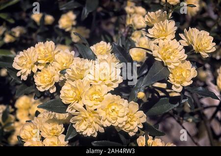 Rosa var banksiae lutea; Lady Banken stieg; Flore pleno; Arten; strauchigen Weinstock, shurb; doppelte Blume Gelb Stockfoto