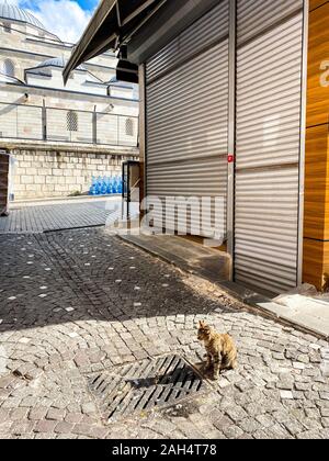 Katze in Istanbul, Türkei. Obdachlose Cute Cat. Eine strasse Katze in Istanbul. Heimatlose Tiere Thema. Eine streunende Katze auf der Straße von Istanbul an einem sonnigen Tag im Stockfoto