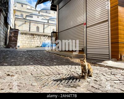 Katze in Istanbul, Türkei. Obdachlose Cute Cat. Eine strasse Katze in Istanbul. Heimatlose Tiere Thema. Eine streunende Katze auf der Straße von Istanbul an einem sonnigen Tag im Stockfoto