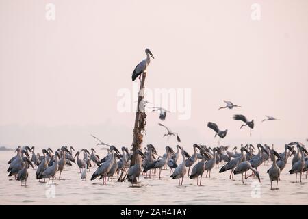 Anastomus oscitans große Planschbecken Vogel in die storchenfamilie/Asian openbill Storch Vögel im See Stockfoto