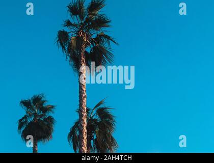 Palm Foto mit Kopie Platz drei hohen Palmen vor blauem Himmel Hintergrund Stockfoto