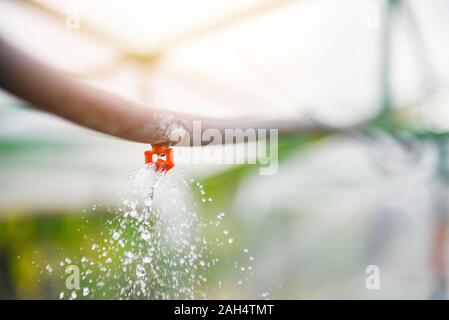 Springer Wasser im Garten Bauernhof Gemüse green house Stockfoto