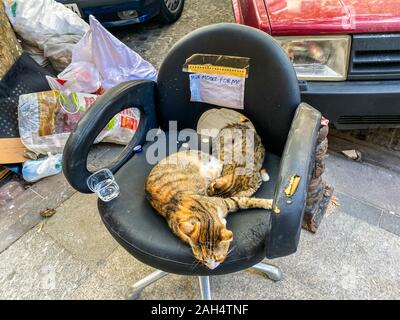 Katze in Istanbul, Türkei. Obdachlose Cute Cat. Eine strasse Katze in Istanbul. Heimatlose Tiere Thema. Lustige streunende, heimatlose Katzen bitten Sie um Geld für Lebensmittel und Stockfoto