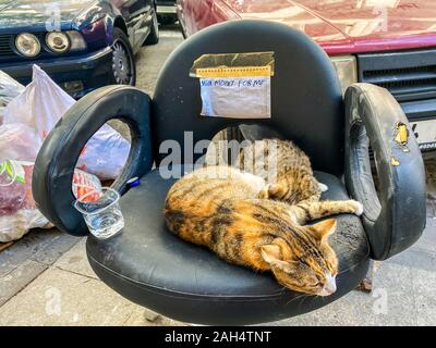 Katze in Istanbul, Türkei. Obdachlose Cute Cat. Eine strasse Katze in Istanbul. Heimatlose Tiere Thema. Lustige streunende, heimatlose Katzen bitten Sie um Geld für Lebensmittel und Stockfoto