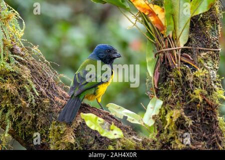 Schwarz-chested Mountain-Tanager Cnemathraupis eximia Yanacocha finden, Ecuador 9 Dezember 2019 nach Thraupidae Stockfoto