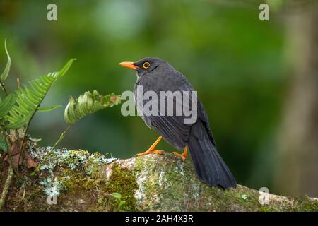 Große Thrush Turdus fuscater Guango Lodge, Ecuador 10 Dezember 2019 erwachsenen männlichen Turdidae Stockfoto