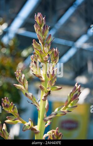 Kleine blühende Palm Tree-Knospen der blauen Agave vor dem Hintergrund eines blauen Zaun Gitter, Defokussieren. Stockfoto