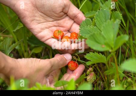 Frauen Hand sammeln von Wald Erdbeeren, Nahaufnahme Stockfoto
