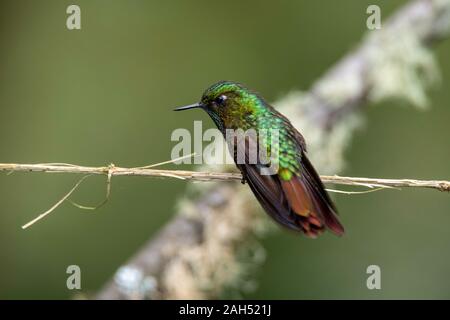 Metaltail tyrianthina Guango Metallura tyrian Lodge, Ecuador 10 Dezember 2019 nach der Stockfoto