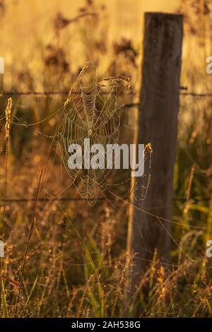 Orb spider web Neben einem Stacheldrahtzaun in Nordwisconsin. Stockfoto