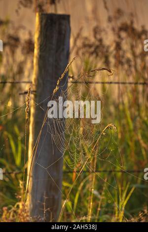 Orb spider web Neben einem Stacheldrahtzaun in Nordwisconsin. Stockfoto