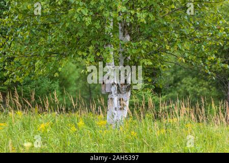 Bluebird Haus auf eine Birke in Nordwisconsin. Stockfoto