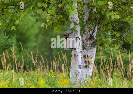 Bluebird Haus auf eine Birke in Nordwisconsin. Stockfoto