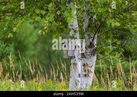 Bluebird Haus auf eine Birke in Nordwisconsin. Stockfoto