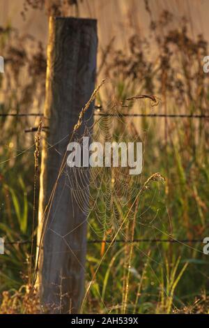 Orb spider web Neben einem Stacheldrahtzaun in Nordwisconsin. Stockfoto