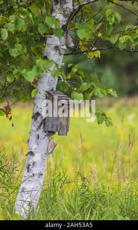 Bluebird Haus auf eine Birke in Nordwisconsin. Stockfoto