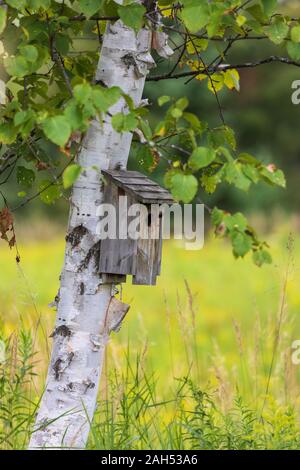 Bluebird Haus auf eine Birke in Nordwisconsin. Stockfoto