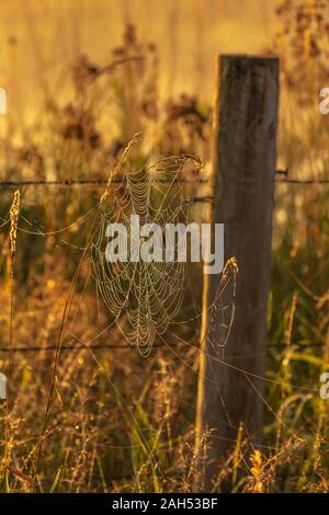 Orb spider web Neben einem Stacheldrahtzaun in Nordwisconsin. Stockfoto