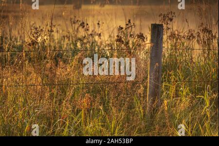 Orb spider web Neben einem Stacheldrahtzaun in Nordwisconsin. Stockfoto