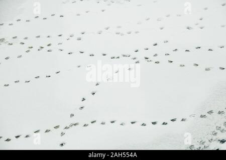 kleiner Vogel Fußspuren auf einer dünnen Abstauben von Schnee Stockfoto