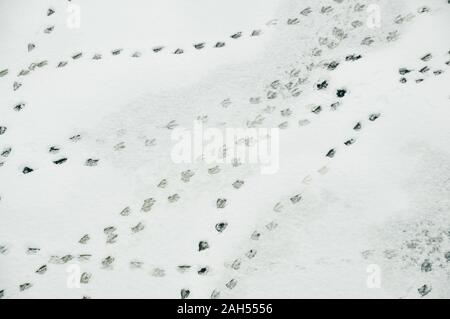 kleiner Vogel Fußspuren auf einer dünnen Abstauben von Schnee Stockfoto