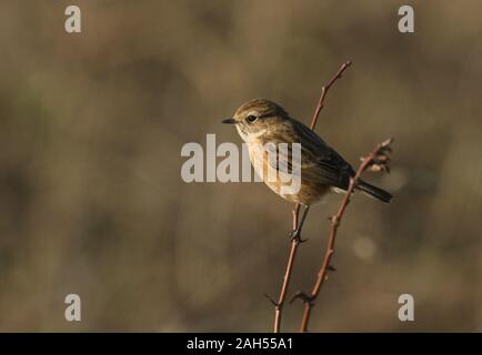 Eine hübsche Frau, schwarzkehlchen Saxicola rubicola, hocken auf einem dornigen Hawthorn tree. Stockfoto