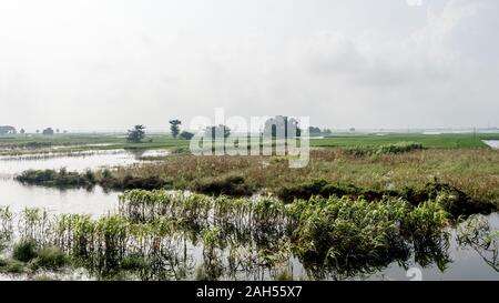 Üppig grüne Horizont der Landwirtschaft Feld eines kleinen indischen Dorf in warme und feuchte Luft während Südwesten sintflutartigen Monsun-regen Saison. Tropische Stockfoto