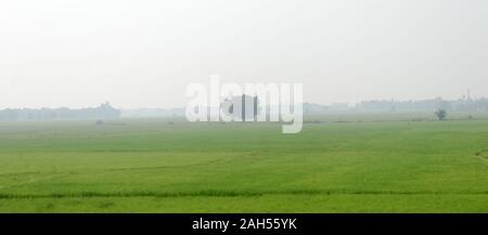 Eine allein einsame Baum auf einer grünen Wiese in ländlichen Landschaft Sommer Kulisse. Die Einsamkeit und die Einsamkeit. Umweltschutz Hintergrund. Anlage Tr Stockfoto