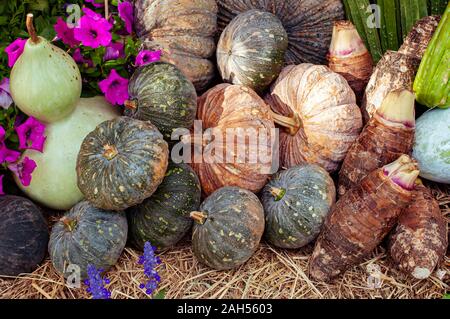 Organic Farm Produkte, Kürbis, Calabash gourd oder Flasche Kürbis und Taro Stockfoto