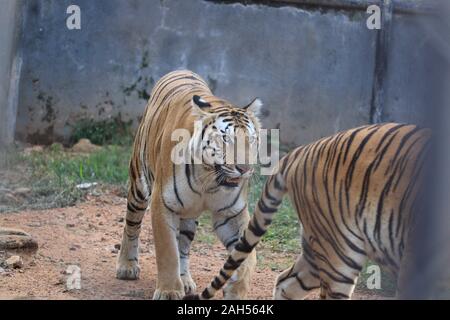 Tiger in der Natur Lebensraum. Tiger Männchen wandern Kopf auf die Komposition. Wildlife Szene mit Gefahr Tier. Heißer Sommer in Tamil Nadu, Indien Stockfoto