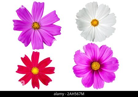 Bunte Kosmos Blumen auf weißem Hintergrund, clipping path enthalten. Stockfoto