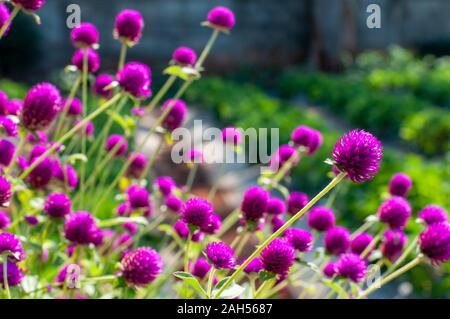 Globus Amaranth oder Gomphrena Nana im Garten Stockfoto