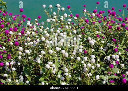 Globus Amaranth oder Gomphrena Nana im Garten Stockfoto