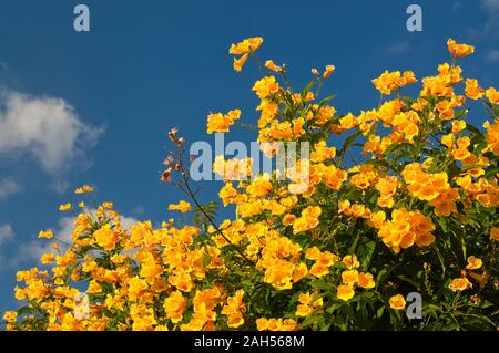 Natürlichen schönen blühenden Gelben Elder, gelbe Glocke, Trompete Weinstock, Trumpetbush, Trumpetflower, Tecoma stans (L.) mit blauem Himmel Stockfoto