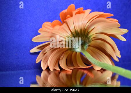 Nahaufnahme von Gerbera Blume auf blauem Hintergrund. Stockfoto
