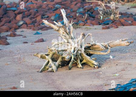 Eine große verlassene Versteinerte Wurzeln abgeschnitten Baumstamm in Pebble Stones Strand im Sommer entdecken. Baum Entwaldung verhindern - der Planet Erde enviro speichern Stockfoto