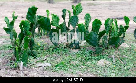 Indische Barbary Abb. spineless Feigenkakteen (Opuntia ficus-indica), häuslich Pflanze in der Landwirtschaft in ariden und semiariden Klima angebaut Stockfoto