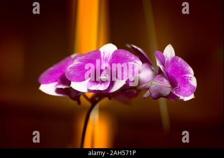 Exotische Orchidee. Nahaufnahme tropischer Orchideen mit glänzenden violetten und weißen Kronblättern auf verschwommener orangefarbener Hintergrundfarbe. Stockfoto