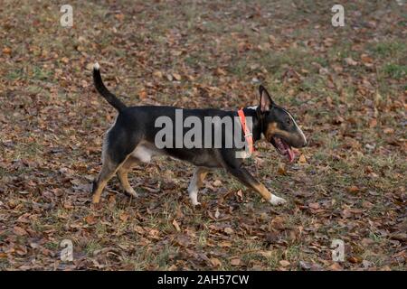 Cute Miniatur Bullterrier läuft im Herbst Park. Heimtiere. Reinrassigen Hund. Stockfoto