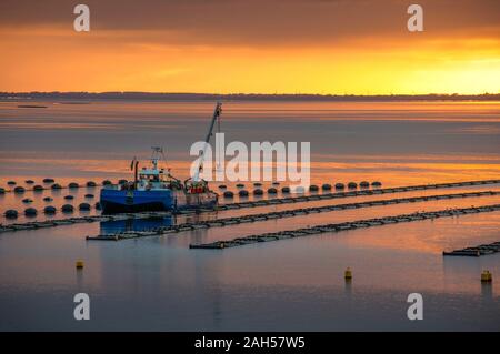 Mussel Boot und Muschel Bett in das Meer. Mussel Aquakultur in Niederlande Stockfoto