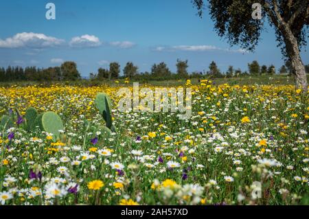 Frühling Blumen im Frühling, Alejante, Portugal Stockfoto