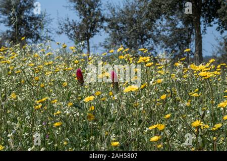 Frühling Blumen im Frühling, Alejante, Portugal Stockfoto