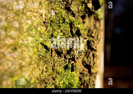 Xanthoria parietina Foliose Flechten, einen zusammengesetzten Organismus, von Algen oder Cyanobakterien lebenden bei Filamente aus mehreren Pilze entsteht Stockfoto