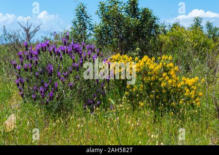 Frühling Blumen im Frühling, Alejante, Portugal Stockfoto