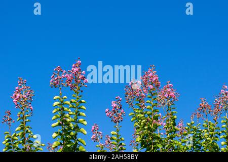 Lagerstroemia indica (Crape Myrtle) gegen den blauen Himmel Hintergrund Stockfoto