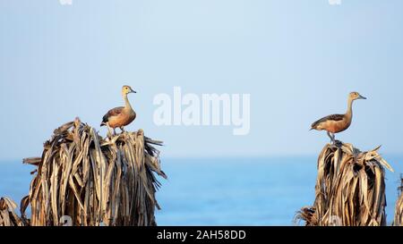 Zwei weniger Indischen pfeifen Ente (Dendrocygna Javanica), ein Baum nesting Feuchtgebiet wasser Vogel mit braunen langen Hals und Dunkelgrau bill Beine sittin beschmutzt Stockfoto